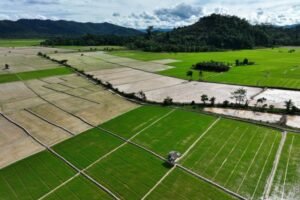 Swasembada Pangan dan Energi Jadi Fondasi Kemandirian Nasional, Pemerintah Siapkan Kebijakan Terintegrasi