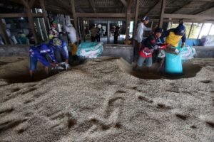 Swasembada Pangan, Indonesia Target Hentikan Impor Beras 2026