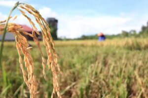 Konsep Kolaboratif Langkah Strategis Wujudkan Swasembada Pangan