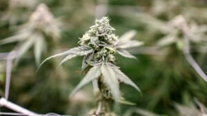 Ladang Ganja Egianus Kogoya, Sumber Dana Aksi Teror OPM