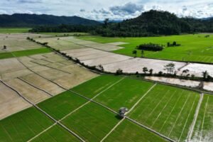 Optimalisasi Sawah, Pemerintah Genjot Swasembada Pangan Lewat Revitalisasi Lahan