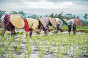 Swasembada Pangan dan Energi, Kunci Kemandirian Ekonomi Nasional