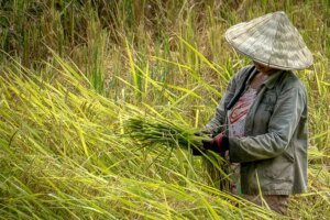 Indef: Indonesia Perkuat Ketahanan Nasional Lewat Swasembada Pangan dan Energi