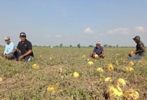 Pemerintah Dorong Peran Aktif Masyarakat Desa Suplai Bahan Baku Program MBG