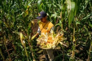Optimalisasi Hutan Sosial Dongkrak Produksi Jagung untuk Swasembada Pangan