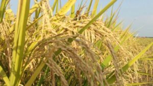 Pemerintah Percepat Swasembada Pangan dan Energi sebagai Pilar Ketahanan Nasional