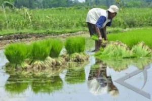 Pemerintah Dorong Transformasi Lahan Tidur Jadi Sentra Swasembada Pangan