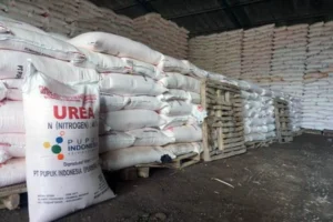 Distribusi Pupuk Kunci Kesuksesan Swasembada Pangan