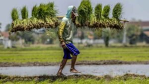 Pemerintah Pacu Swasembada Pangan Demi Kedaulatan Bangsa