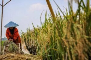 Pemerintah Pacu Transformasi Ekonomi Lewat Swasembada Pangan dan Energi