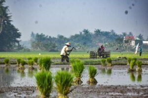Pemerintah Dorong Swasembada Pangan Melalui Penguatan Brigade Pangan