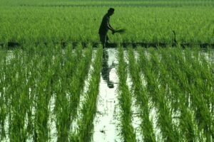 Pemerintah Pastikan Tahun 2025 Jadi Pencapaian Bersejarah Swasembada