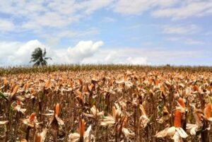 Panen Raya Jagung Tegaskan Komitmen Pemerintah Capai Swasembada Pangan