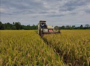 Swasembada Pangan Jadi Modal Penting Wujudkan Visi Indonesia Emas 2045