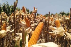 Panen Raya Jagung Komitmen Pemerintah Dalam Program Swasembada Pangan