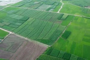 Pemerintah Terus Gelorakan Semangat Indonesia Capai Swasembada Pangan Akhir Tahun 2025