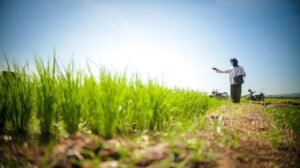 Peneliti Apresiasi Kenaikan Produksi Beras Berikan Optimis Swasembada Pangan