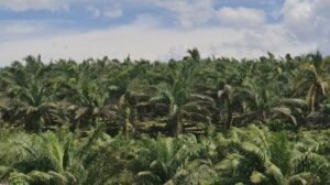 Selamatkan Hutan, Presiden Tertibkan Lahan Sawit dan Tambang via Satgas PKH