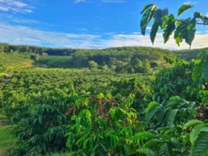 Hilirisasi Perkebunan Rakyat Didorong, Nilai Tambah Petani Jadi Fokus