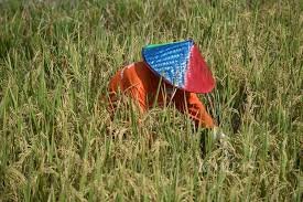 Presiden Prabowo Penggagas Lompatan Besar Swasembada Pangan