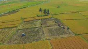 Pemerintah Optimistis Swasembada Beras Jadi Fondasi Kemandirian Pangan Nasional