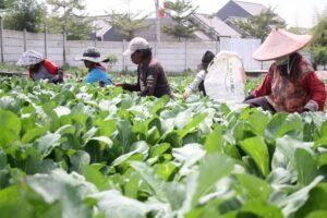 Program MBG Libatkan Petani Lokal, Ekonomi Daerah Ikut Bergerak