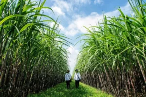 PTPN III melalui SGN Perkuat Peran Strategis Menuju Swasembada Gula Nasional