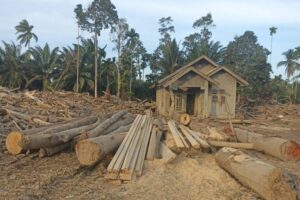 Kayu Hanyutan Pascabanjir Sumatra Dimanfaatkan, Pemulihan Infrastruktur Dipercepat