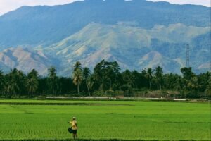 Dari Target 4 Tahun Jadi Realitas 1 Tahun: Swasembada Beras Jadi Bukti Keberhasilan Kebijakan Pangan