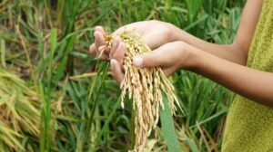 Strategi Terpadu Pemerintah Mengokohkan Ketahanan dan Kemandirian Pangan