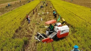 Teknologi Pertanian Berkelanjutan Dukung Penguatan Swasembada Pangan