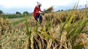 Ketahanan Pangan Indonesia: Mewujudkan Kemandirian dan Stabilitas Nasional