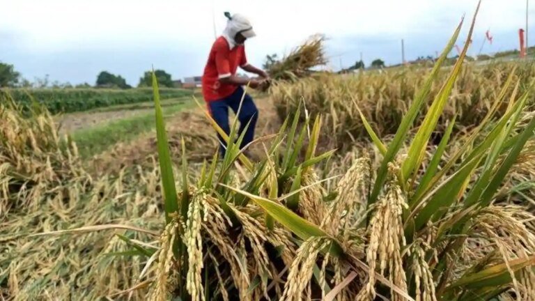 Ketahanan Pangan Indonesia: Mewujudkan Kemandirian dan Stabilitas Nasional