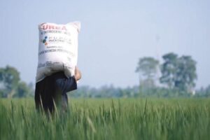 Pemerintah Kunci Alokasi Pupuk Subsidi demi Swasembada Pangan