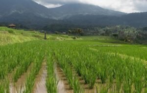 Menghadapi Tekanan Global dengan Swasembada Pangan