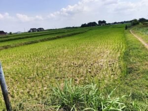 Ketahanan Pangan dan Mitigasi Kemarau Menjadi Prioritas, Jaga Produksi Nasional