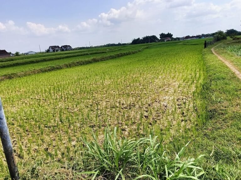 Ketahanan Pangan dan Mitigasi Kemarau Menjadi Prioritas, Jaga Produksi Nasional