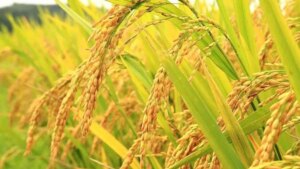 Ketahanan Pangan Jadi Prioritas, Pemerintah Perkuat Sawah, Gudang, dan Distribusi