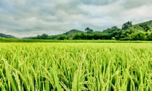 Sawah Terlindungi, Gudang Siap, Distribusi Lancar: Arah Baru Ketahanan Pangan