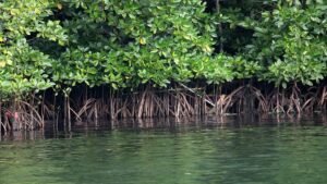 Pemerintah Dorong Mangrove Jadi Sumber Ekonomi Hijau dan Lapangan Kerja Baru