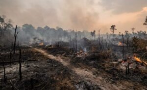 Pemerintah Tingkatkan Kesiapsiagaan Hadapi Ancaman Karhutla