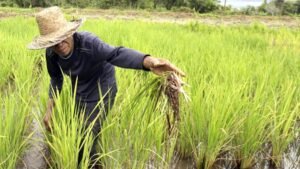 Lindungi Petani dari Gagal Panen, Pemerintah Siapkan AUTP 100 Ribu Hektare