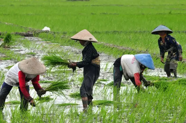 RUU Reforma Agraria Dinilai Sangat Penting Untuk Melindungi Hak Petani