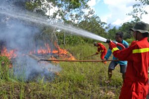Sinergi Pemerintah dan Masyarakat Perkuat Ketahanan Papua Hadapi Karhutla