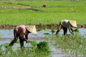 Reforma Agraria Perkuat Hak Petani, Buka Jalan Kesejahteraan Berkelanjutan