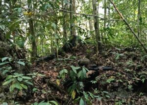 Penindakan Komandan OPM di Maybrat Perkuat Stabilitas dan Pembangunan Tanah Papua